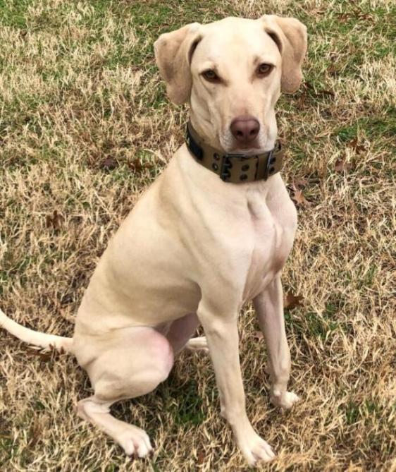 Stella not as a Puppy